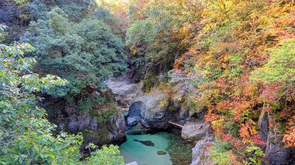 常緑と紅葉の競演 今治市,鈍川,山の写真素材