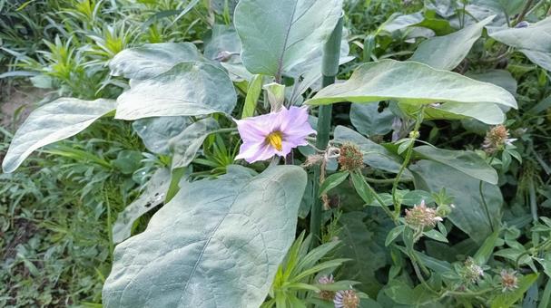 家庭菜園の茄子の花 家庭菜園の茄子の花の写真