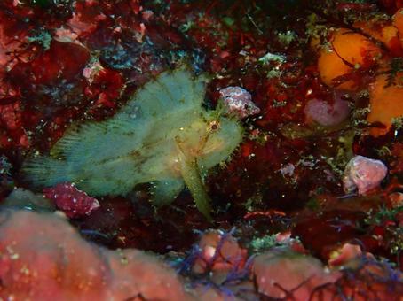 ハダカオコゼの写真