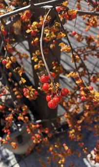 赤い実 美しい景色,美しい,風景の写真素材