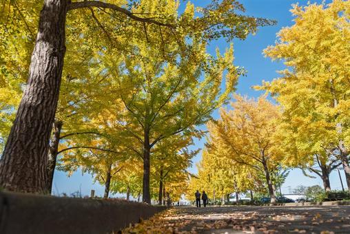 快晴の日の加須はなさき公園のイチョウ並木 イチョウ,銀杏,秋の写真素材