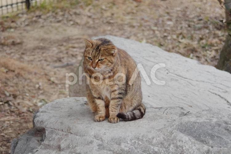公園の猫たち　岩の上のキジトラ　2 猫,ネコ,野良猫の写真素材