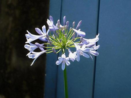 Photo, agapanthus, purple clam, blue, 