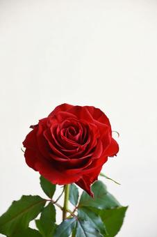 赤いばら 赤い薔薇,花,赤の写真素材