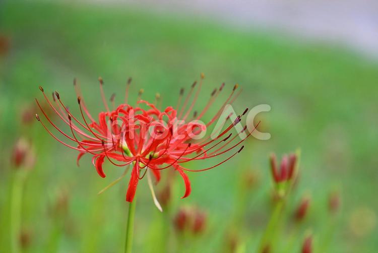 彼岸花　ヒガンバナ　秋の赤い花 ヒガンバナ,彼岸花,ひがんばなの写真素材