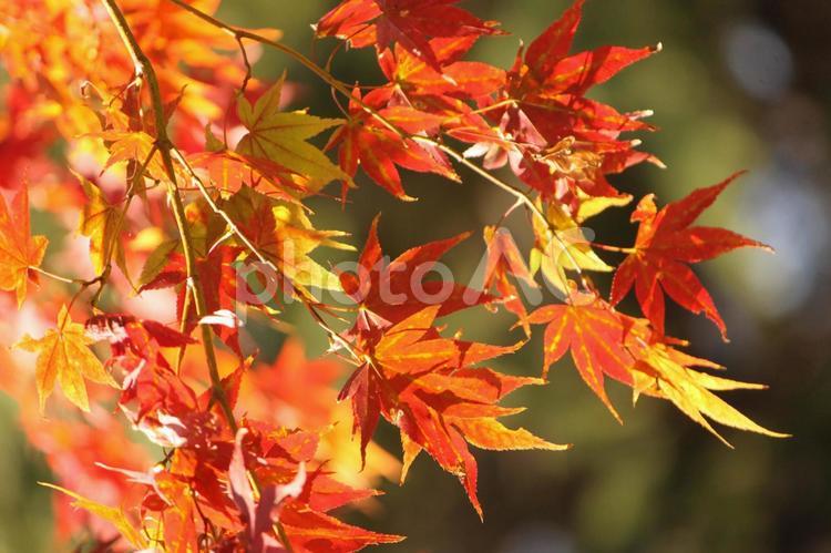 赤く染まるキラキラもみじ　紅葉　秋の素材　背景 紅葉,もみじ,モミジの写真素材