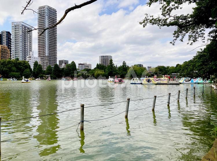 東京風景・不忍池 不忍池,上野,上野恩賜公園の写真素材