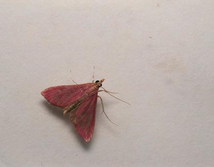 Photo, american pink nomeiga, mosquitoes, moth, 