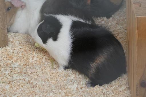 モルモット2 横浜,野毛山,動物の写真素材