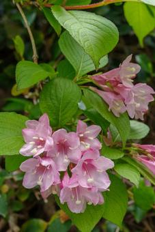 ピンクの花と緑が鮮やかな葉っぱ ピンクの花と緑が鮮やかな葉っぱの写真