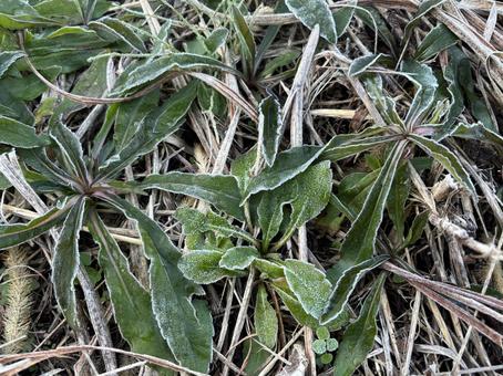 霜が下りた野原 霜,草,野原の写真素材