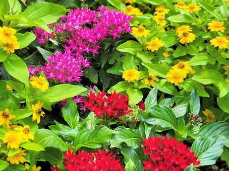 Flowerbed with colorful flowers of yellow, red and pink, JPG