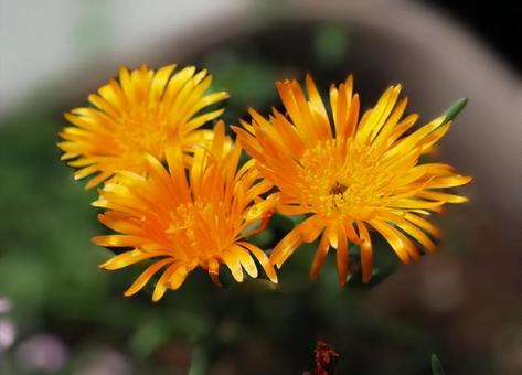 マツバギク三輪の写真