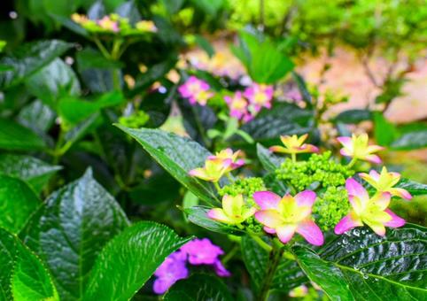 朝露と紫陽花 朝露と紫陽花の写真