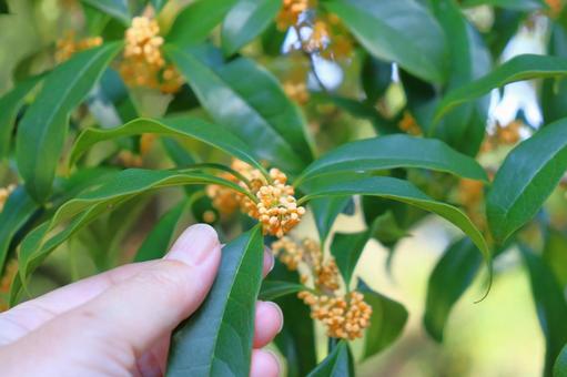 キンモクセイ　蕾　手 キンモクセイ,金木犀,蕾の写真素材