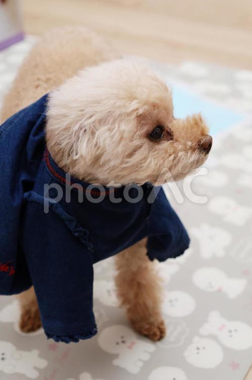 洋服を着るトイプードル トイプードル,犬,わんちゃんの写真素材