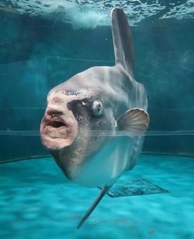 河豚の仲間 河豚の仲間 生き物,マンボウ,風景の写真素材