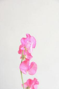 ピンクのスイートピー スイートピー,ピンク,フラワーの写真素材