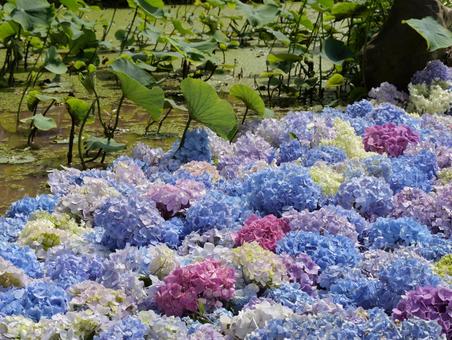 Photo, hydrangea, shimonita hydrangea garden, shine, 