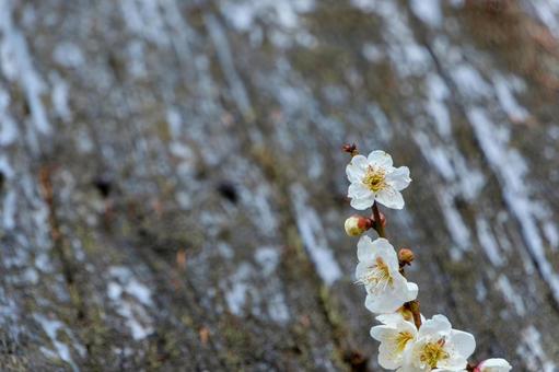 木肌を背景に咲く白梅の花 白梅,花,梅の写真素材