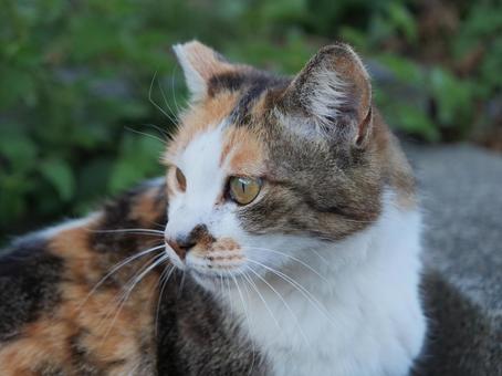 熊本市 野良猫 アップ 熊本市 野良猫 アップの写真