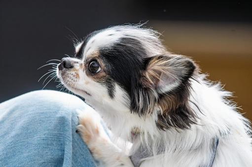 愛らしい表情のチワワ ちわわ,チワワ,犬の写真素材