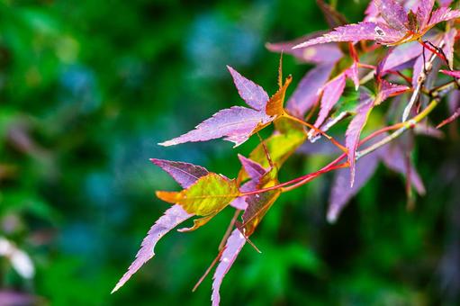 紫に輝くモミジの葉とボケの緑 11月,秋,木々の写真素材