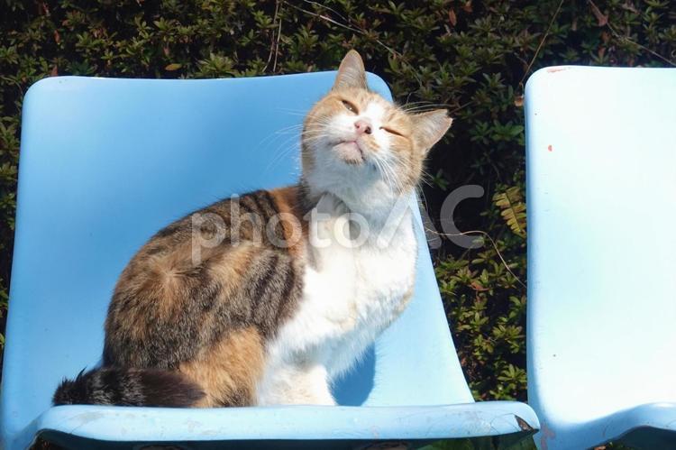 後ろ足で首を掻く三毛猫 ねこ,保護猫,猫の写真素材