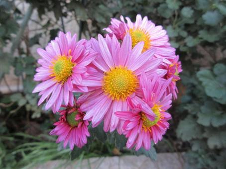 ピンクの菊  ０２ 菊,ピンク,花の写真素材