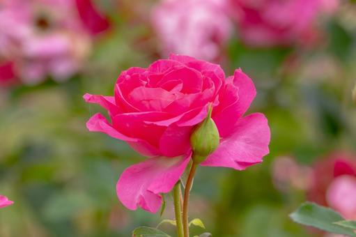 秋のバラ⒅ 秋のバラ⒅の写真