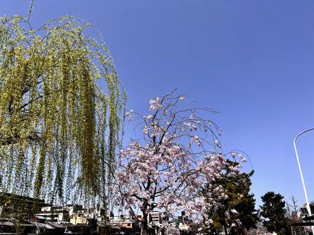 桜 桜 桜,花見,花びらの写真素材
