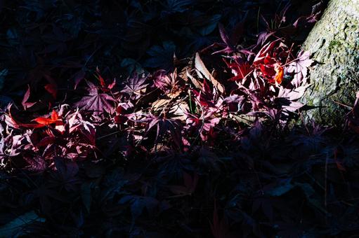 丸山公園の紅葉 紅葉,秋,落葉の写真素材