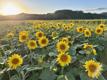 夕陽とひまわり畑 夕陽とひまわり畑 ひまわり,ひまわり畑,花の写真素材