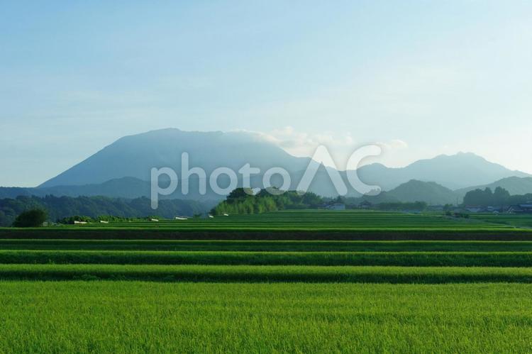 大山　貝田　棚田　段々畑　夜明け 大山,貝田,棚田の写真素材