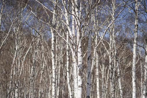春の白樺の森 春の白樺の森の写真