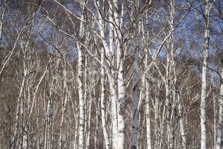 春の白樺の森 白樺,春,長野の写真素材