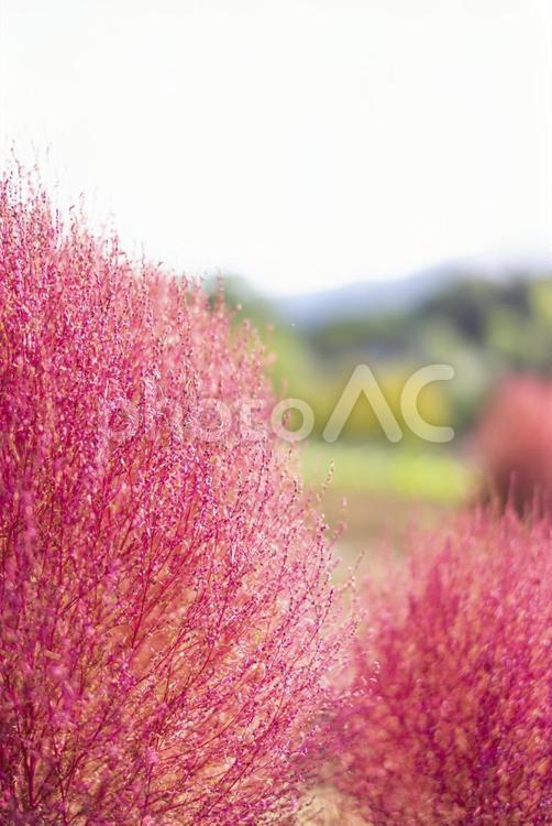 コキアが赤くなった秋の風景 コキア,植物,風景の写真素材