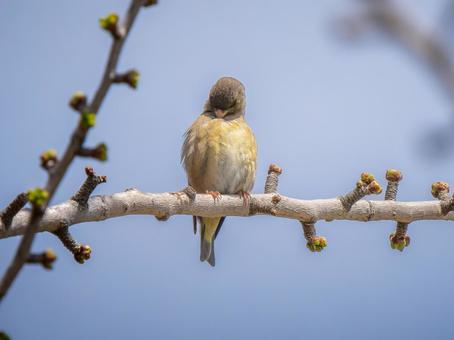 枝にとまるカワラヒワ 枝にとまるカワラヒワ カワラヒワ,野鳥,鳥の写真素材