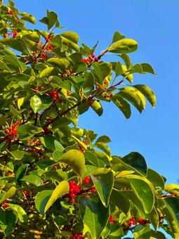 クロガネモチの実 クロガネモチ,赤い,実の写真素材