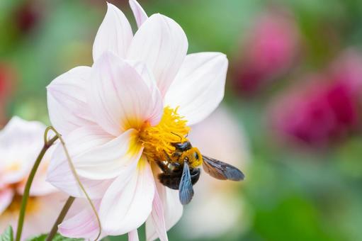 ダリアに止まるマルハナバチ ダリアに止まるマルハナバチ ダリア,マルハナバチ,花の写真素材