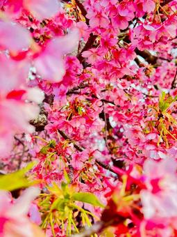 桜 桜の写真