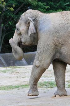 アジアゾウの写真