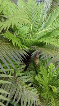 南国植物 南国の植物,ジャングル,葉っぱの写真素材