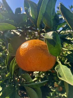 木になっているみかんのイメージ みかん,食材,食べ物の写真素材