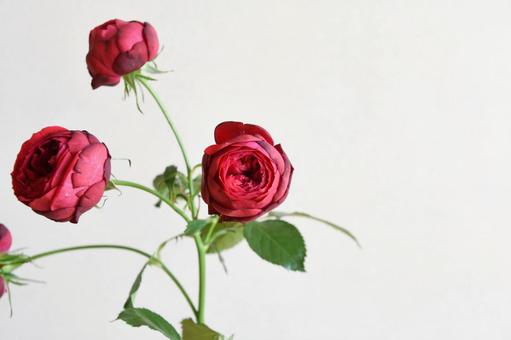 赤い薔薇 薔薇,ローズ,赤い薔薇の写真素材