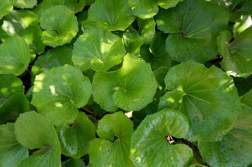 グリーン植物の背景 グリーン植物の背景 植物,グリーン,リーフの写真素材
