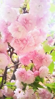 Photo, cherry blossoms in full bloom, cherry blossoms, full bloom, 