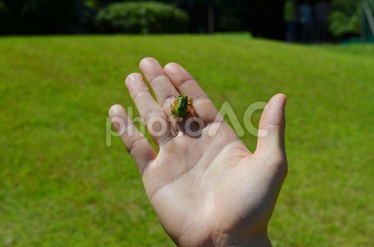 人の手に　カエル かえる,カエル,蛙の写真素材