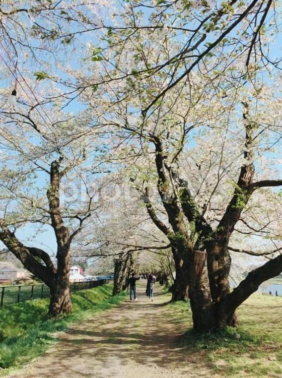 秋田　桜並木 桜,桜並木,お花見の写真素材