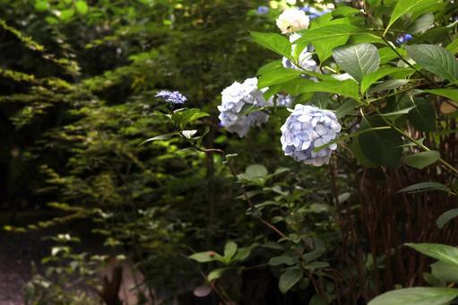 青い紫陽花のクローズアップ 青い紫陽花のクローズアップの写真